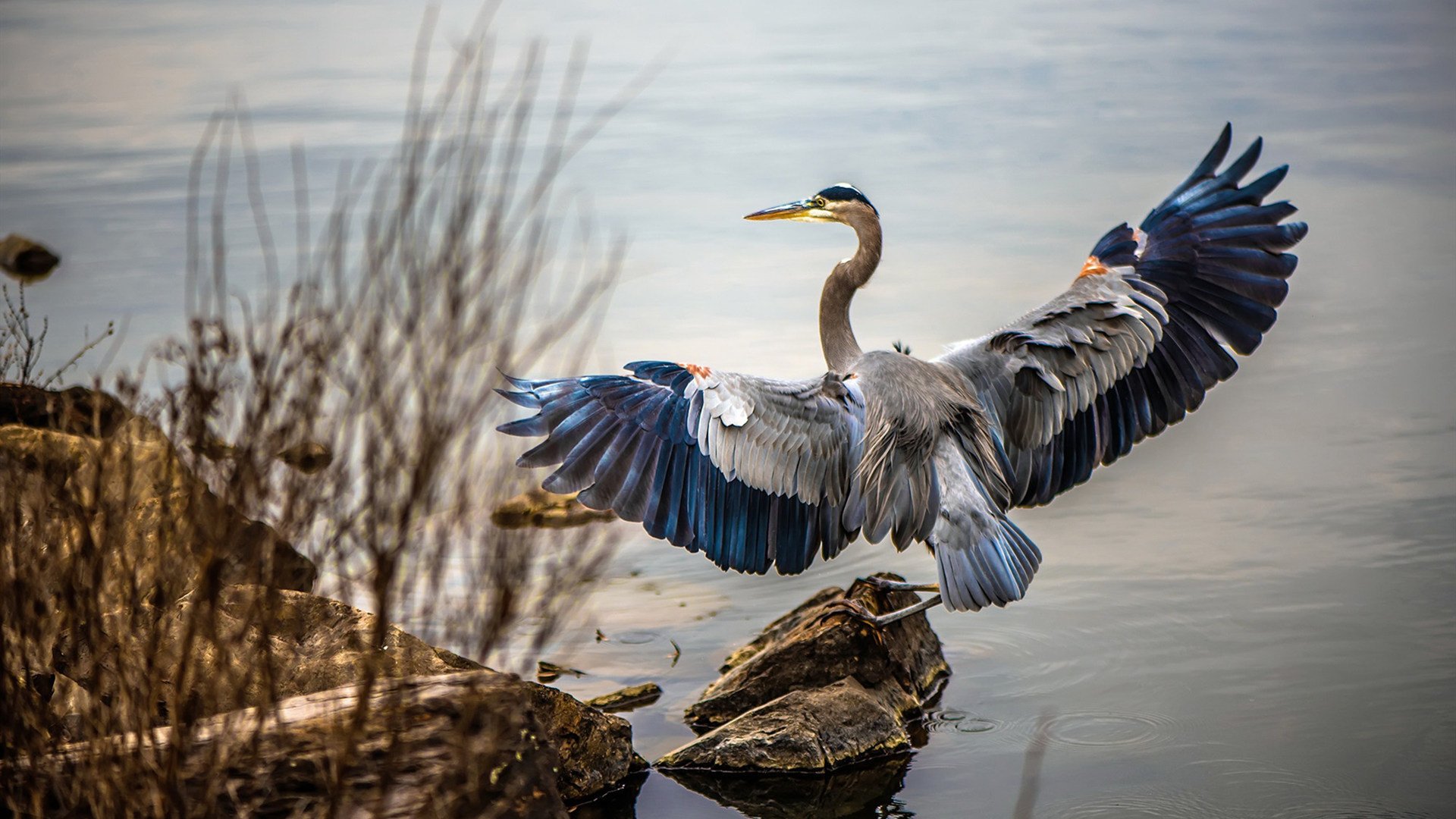苏格兰沉默阿森纳，当斯通斯在2026世界杯接管比赛