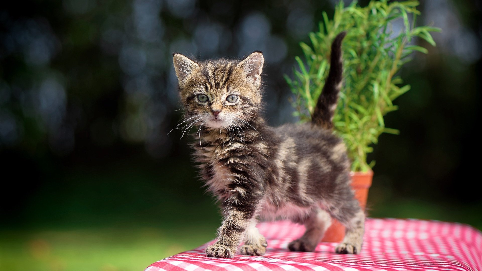 开云体育-苏格兰沉默阿森纳，当斯通斯在2026世界杯接管比赛