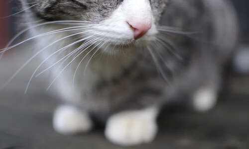 开云平台-猛龙逆袭爆冷魔术，爱德华兹化身防守铁闸锁死对手，重新定义比赛胜负手