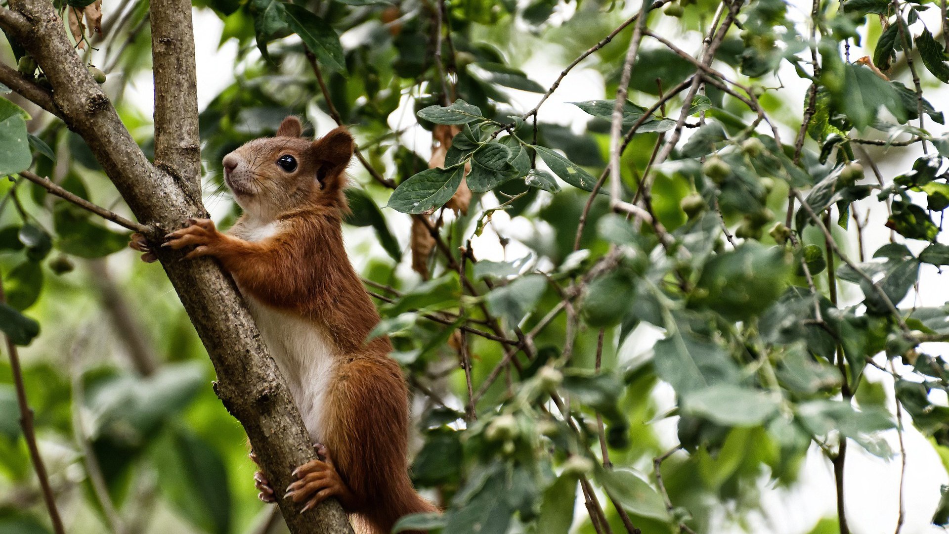 世界排名争夺战白热化，国际米兰闪电战击溃德国队，足球版图再起风云